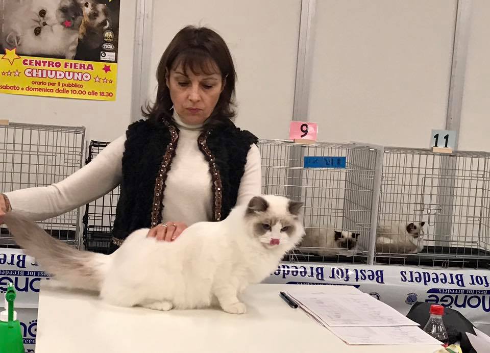 /images/Galeria/Kiállítások (Cat shows)/18765826_437016583332708_7525114903483004330_n.jpg